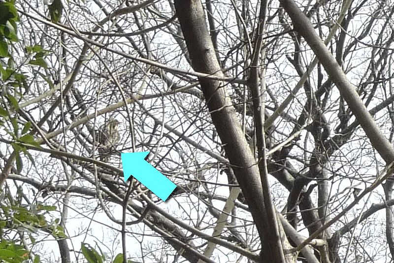 止まっている鷹