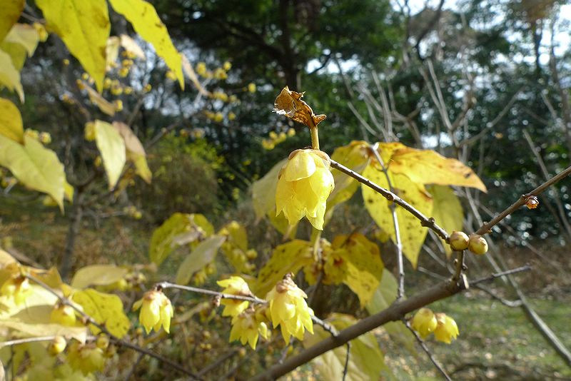 いい香りの黄色い花