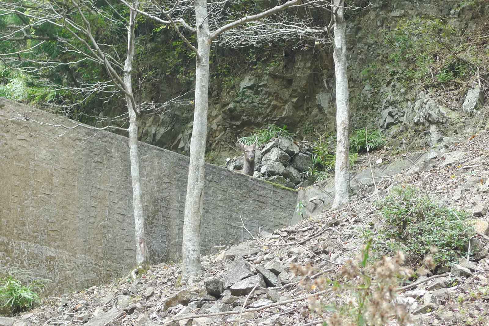 大山の鹿