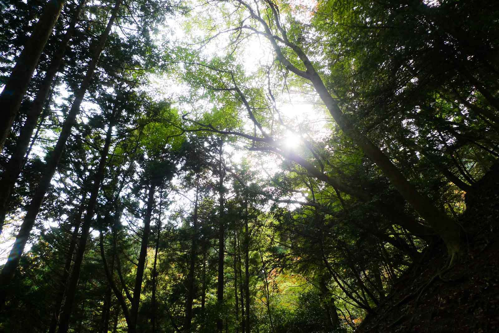 大山の木々から溢れる日光