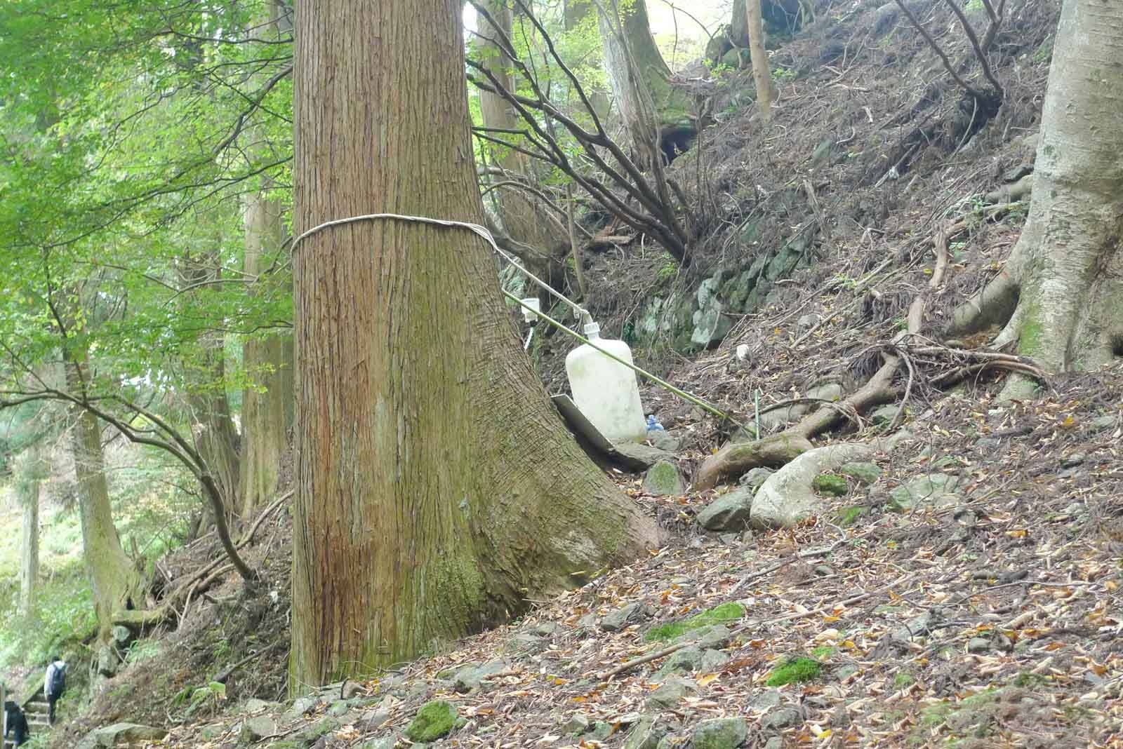 木に括りつけられたボトル
