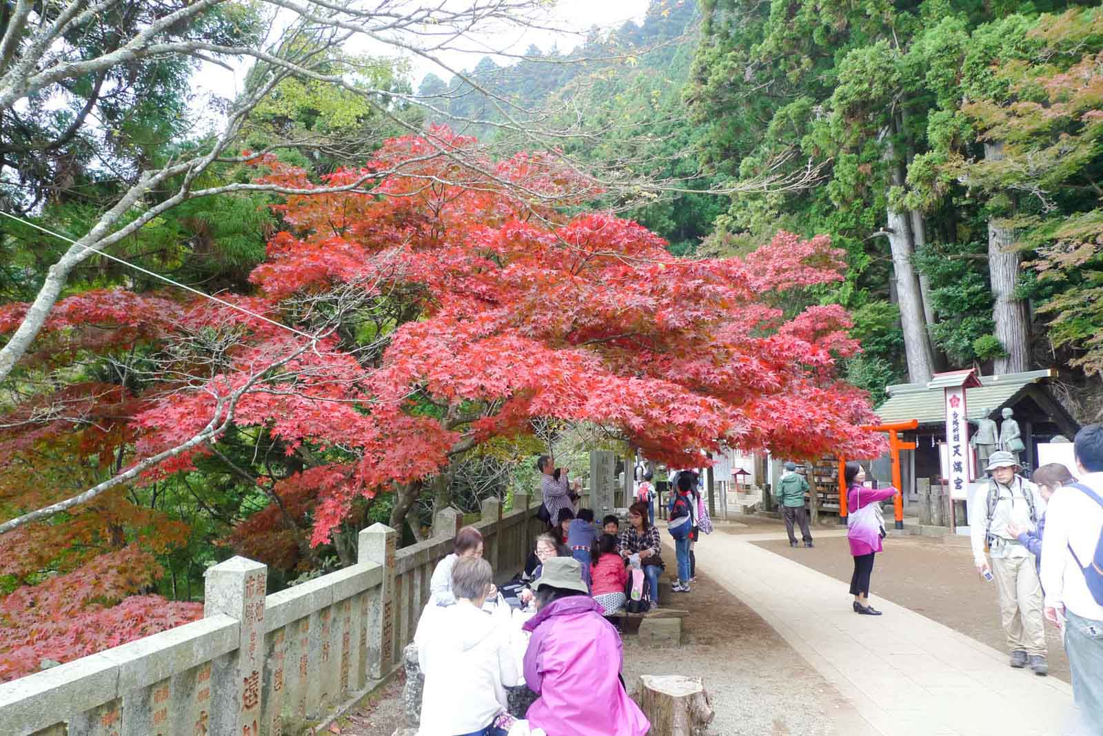 大山の紅葉