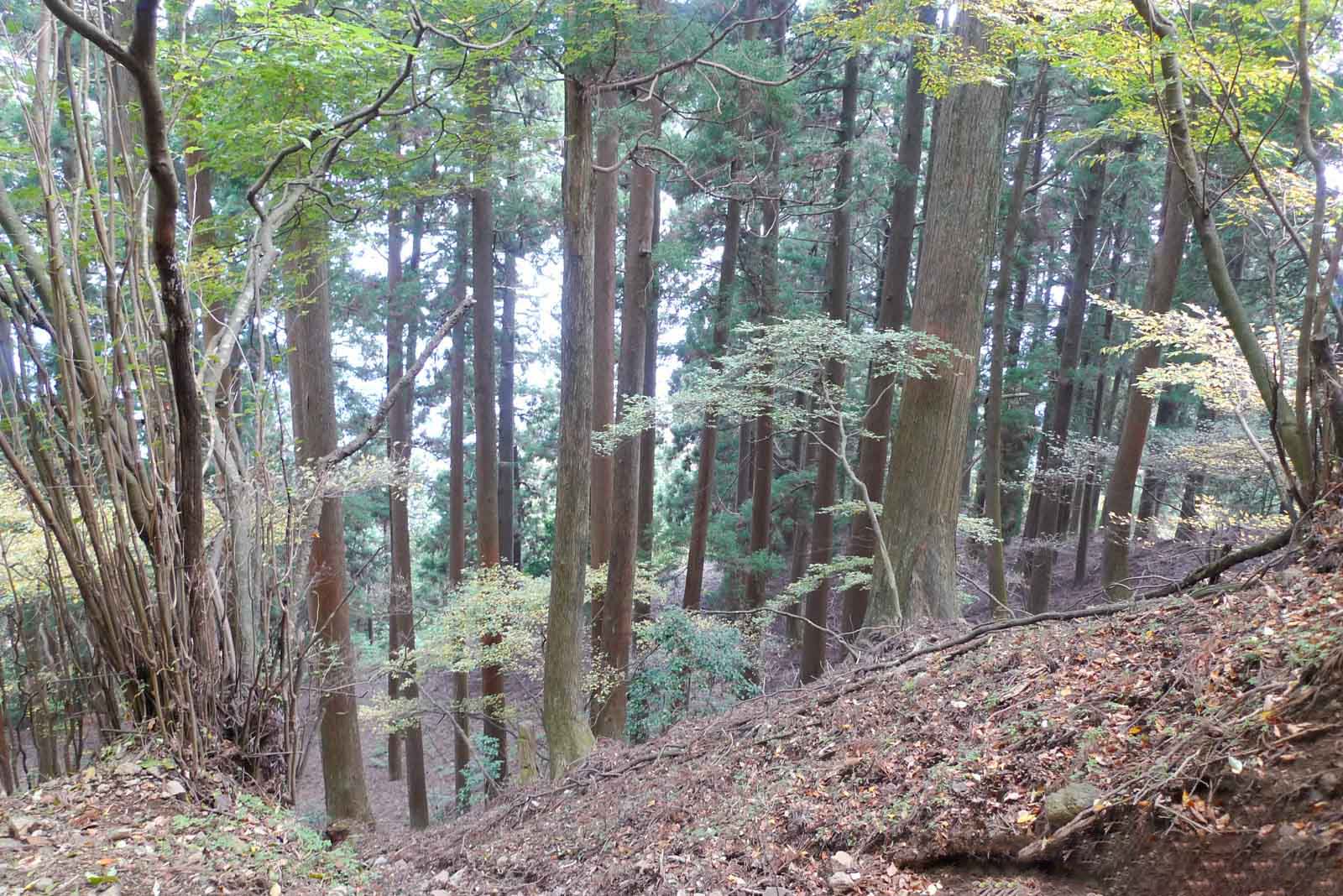 大山の山道を見下ろす
