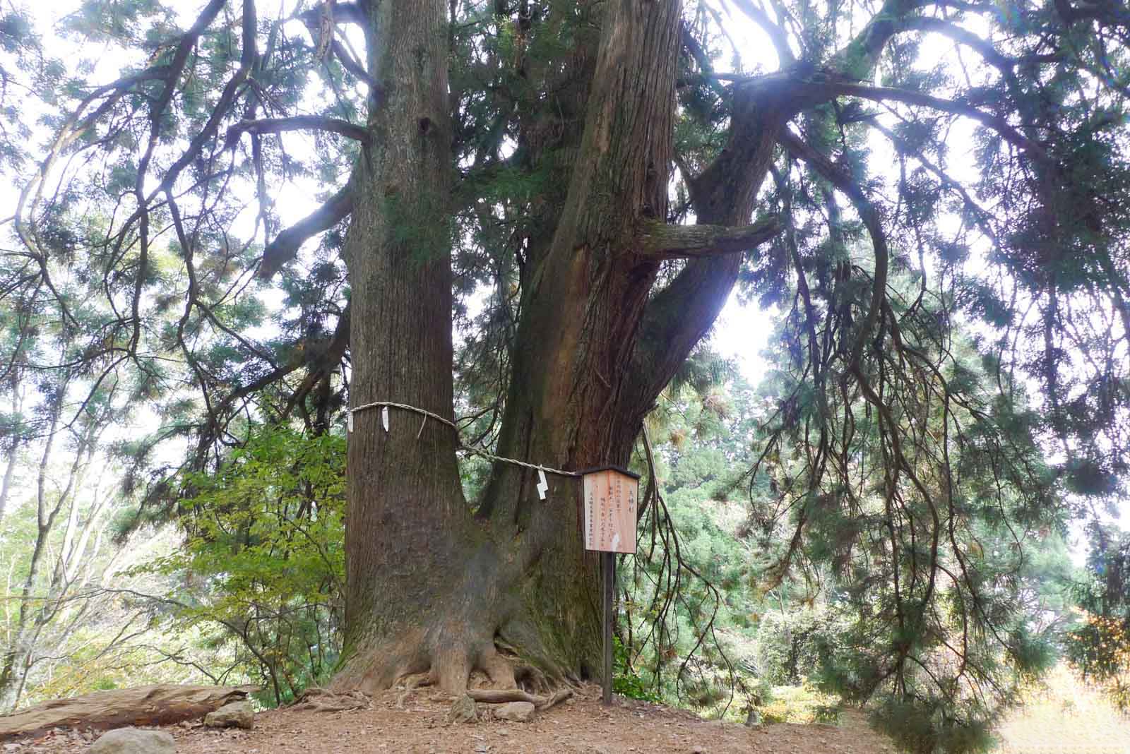 大山夫婦杉