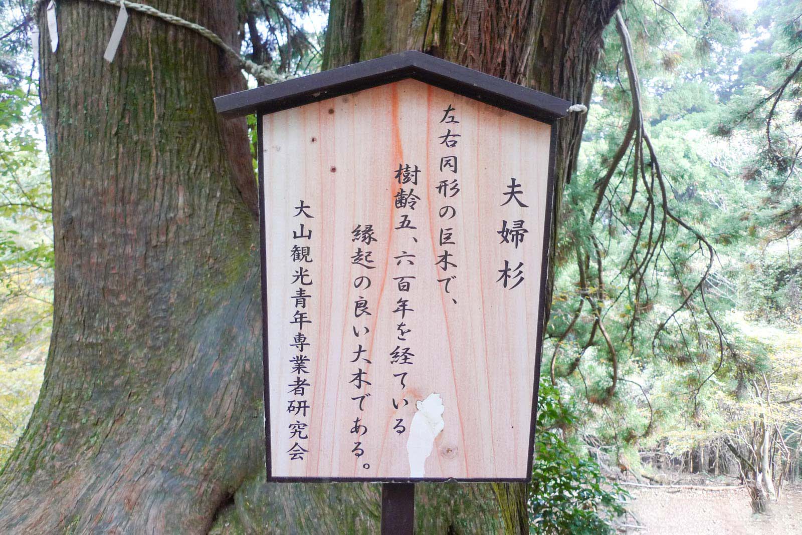 大山夫婦杉の解説板