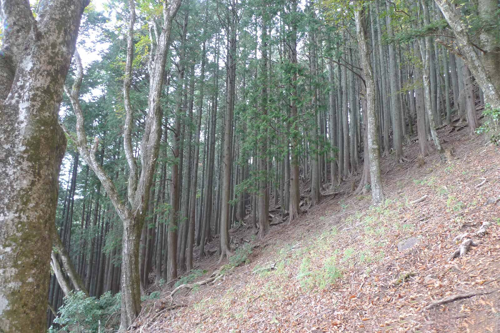大山の斜面