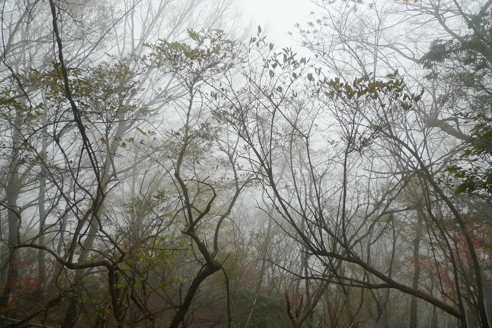 大山頂上付近の様子