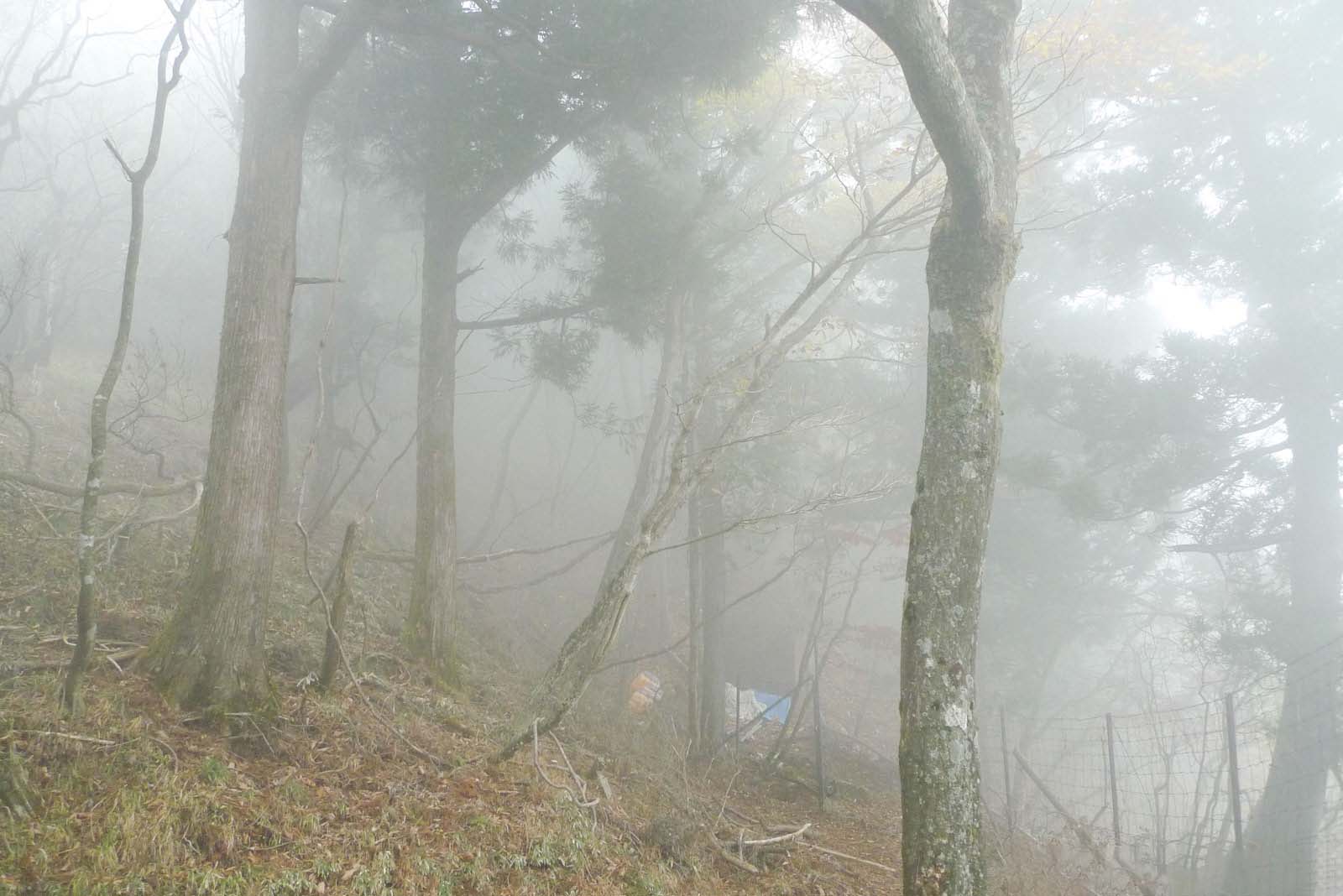 大山頂上付近の斜面