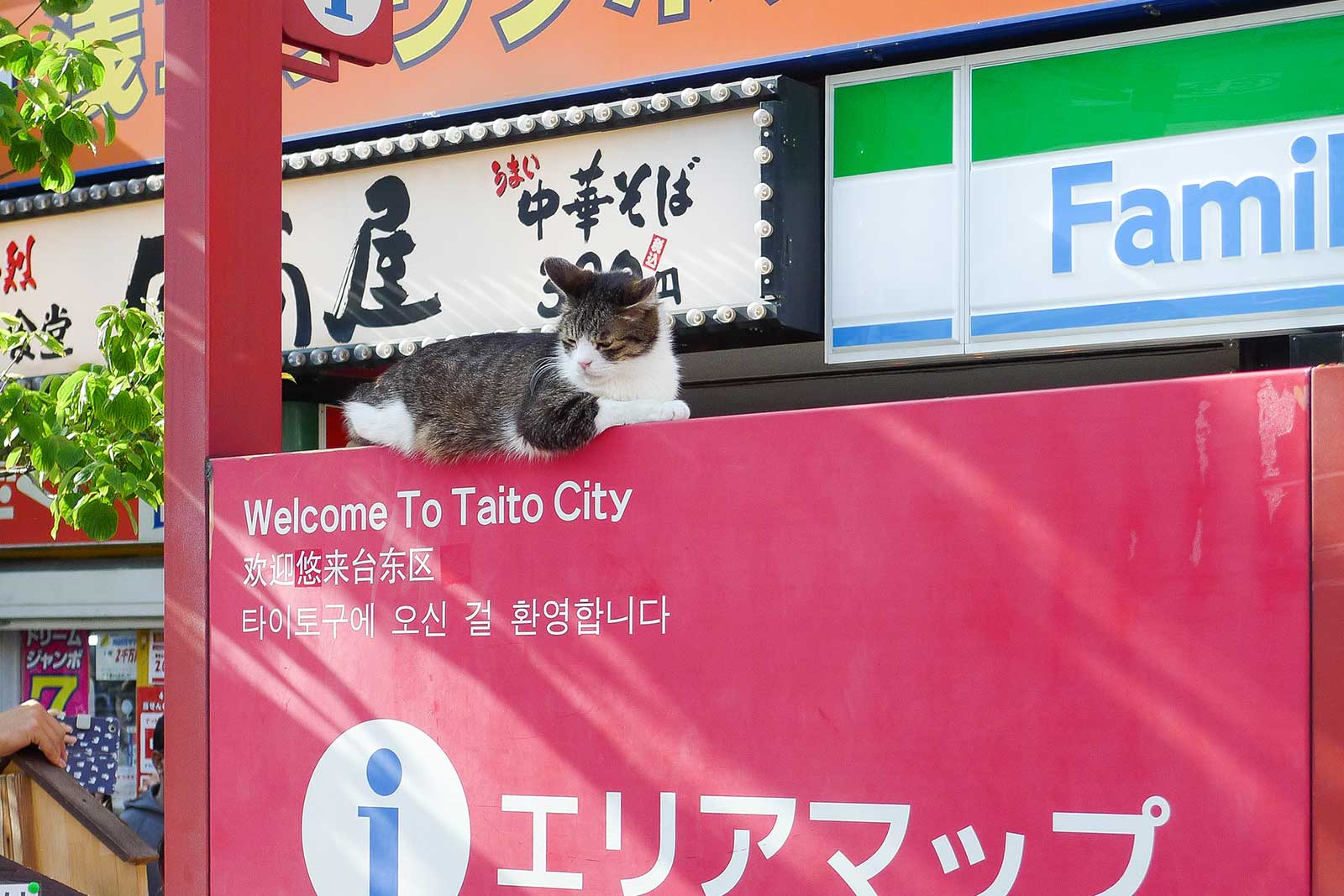 看板猫