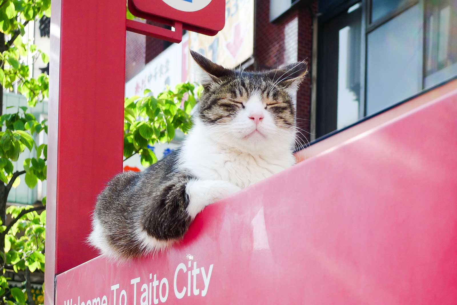動じない猫