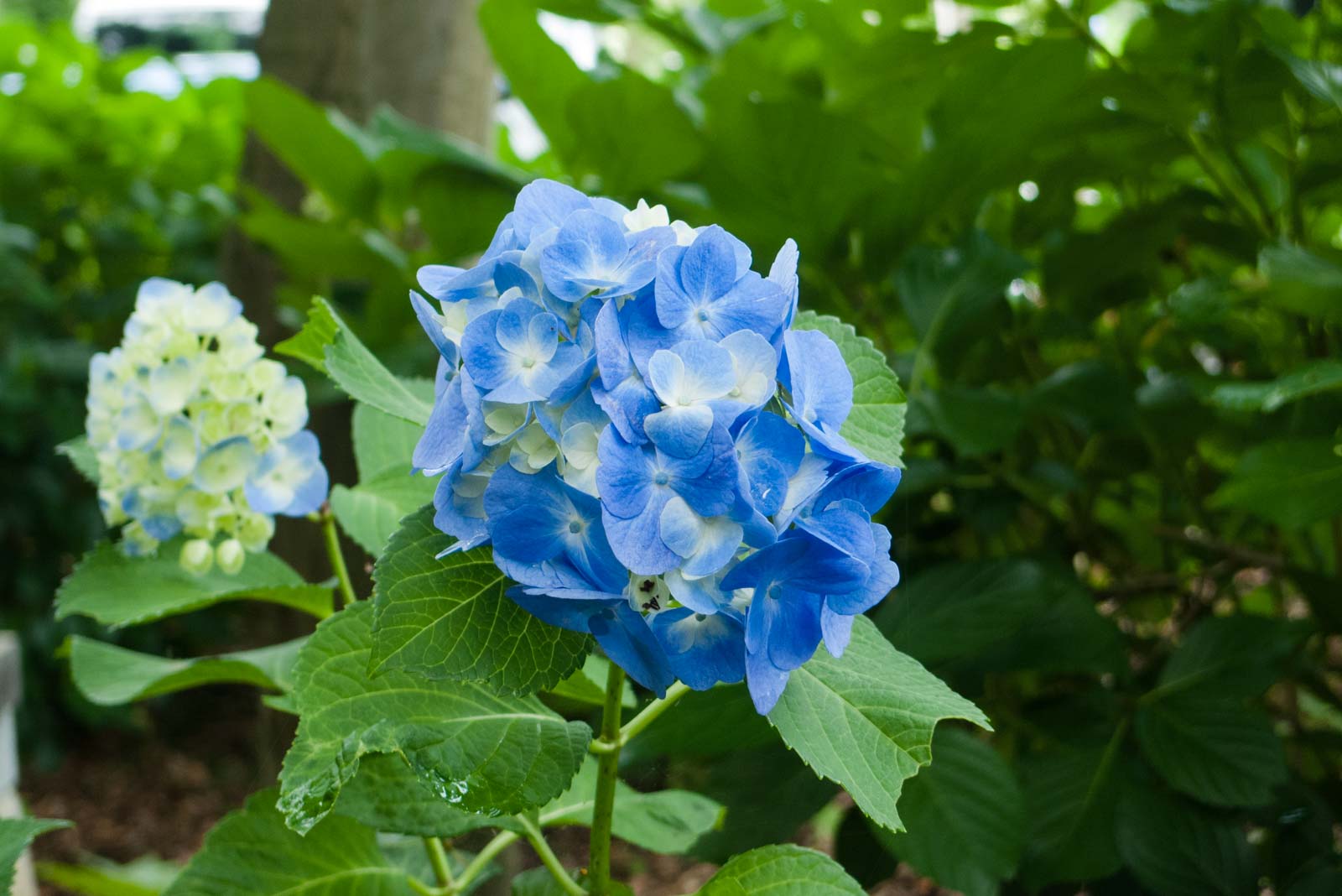 青の紫陽花