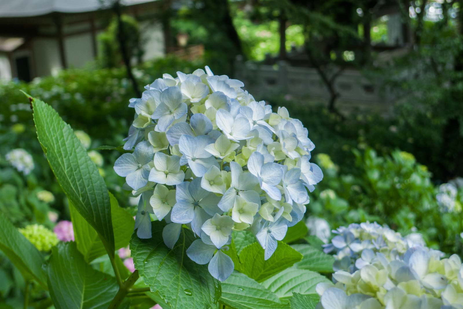 水色の紫陽花