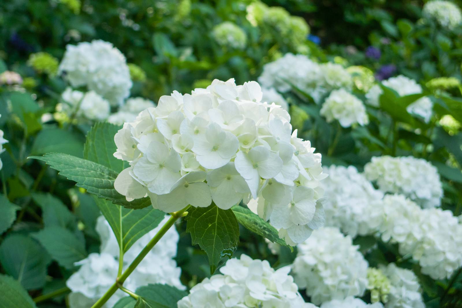 白い紫陽花