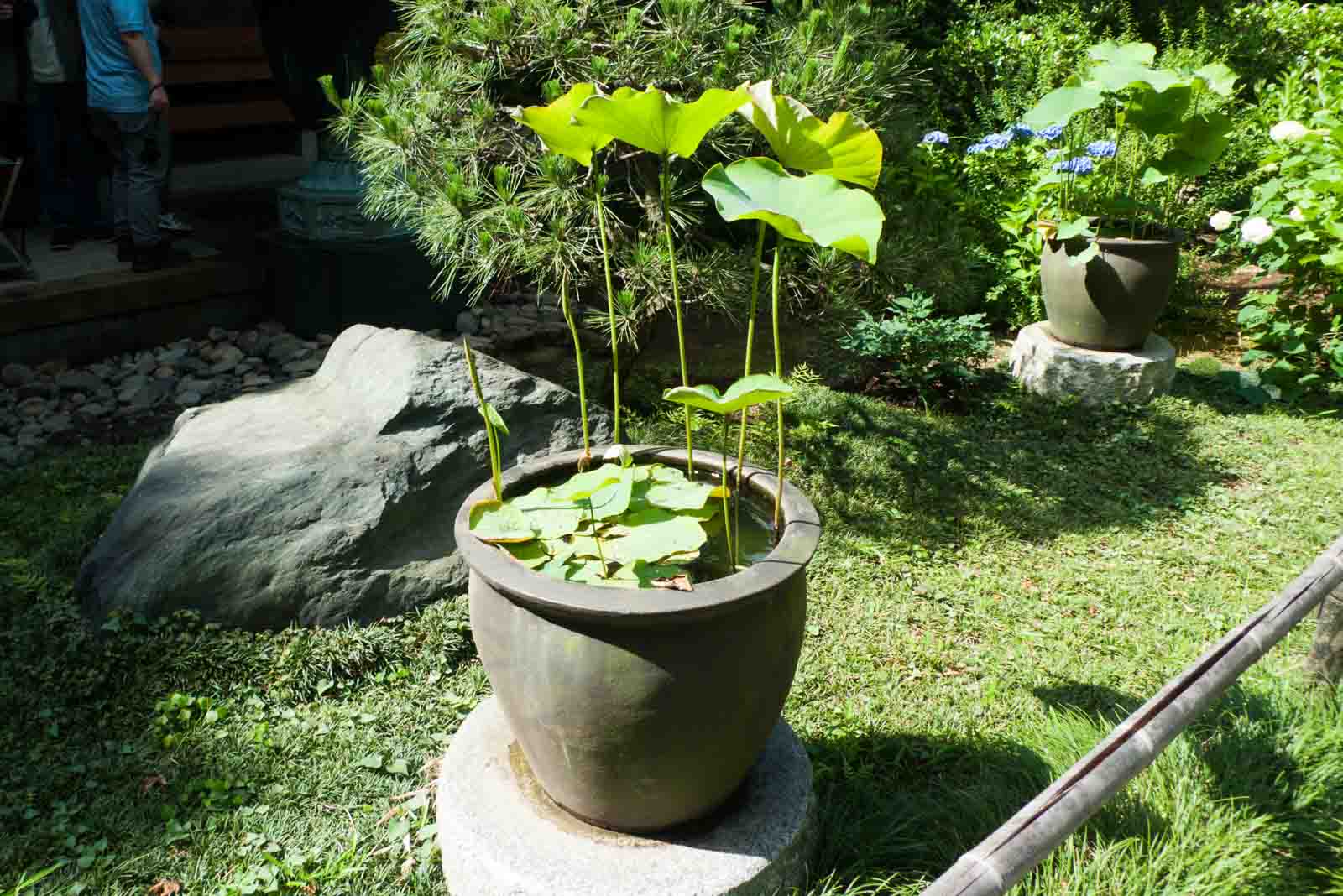鉢植えの蓮