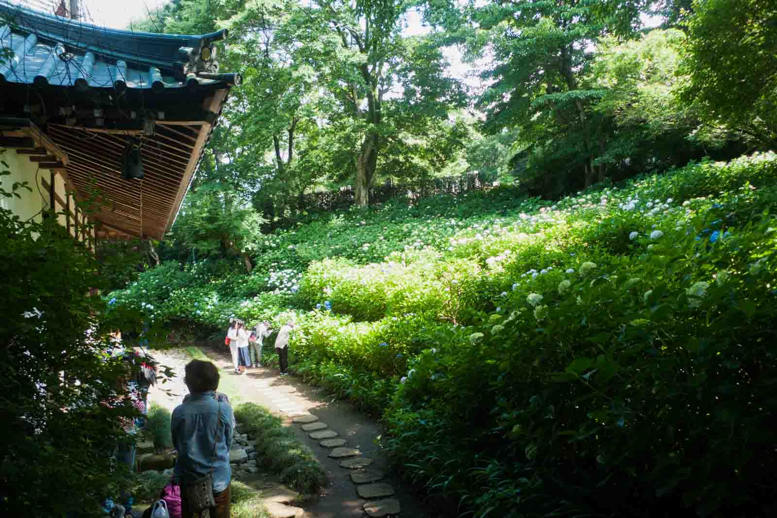 本堂横にある一面の紫陽花