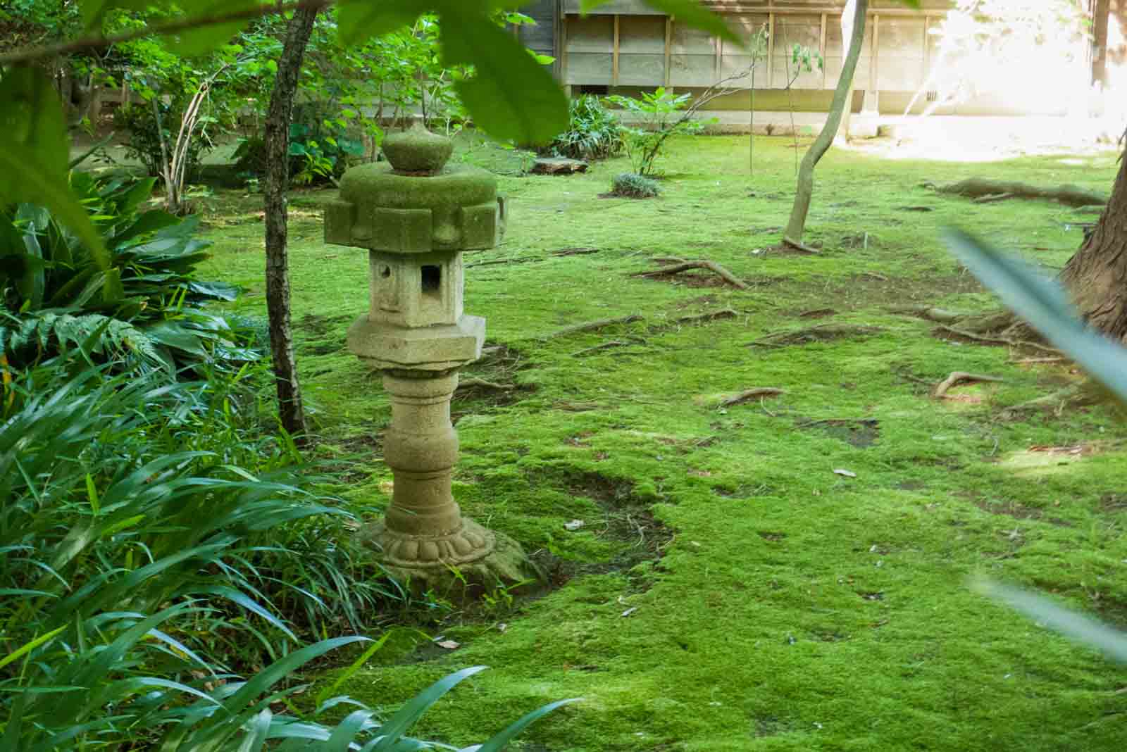 苔の絨毯