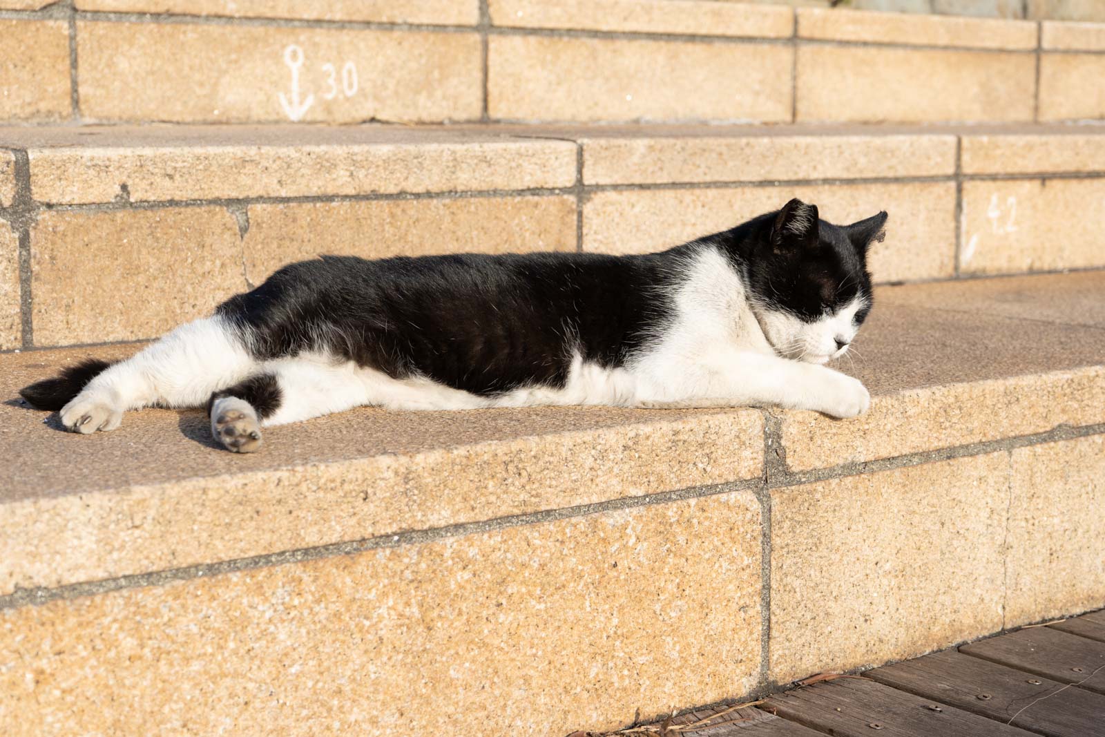 階段に寝そべる猫