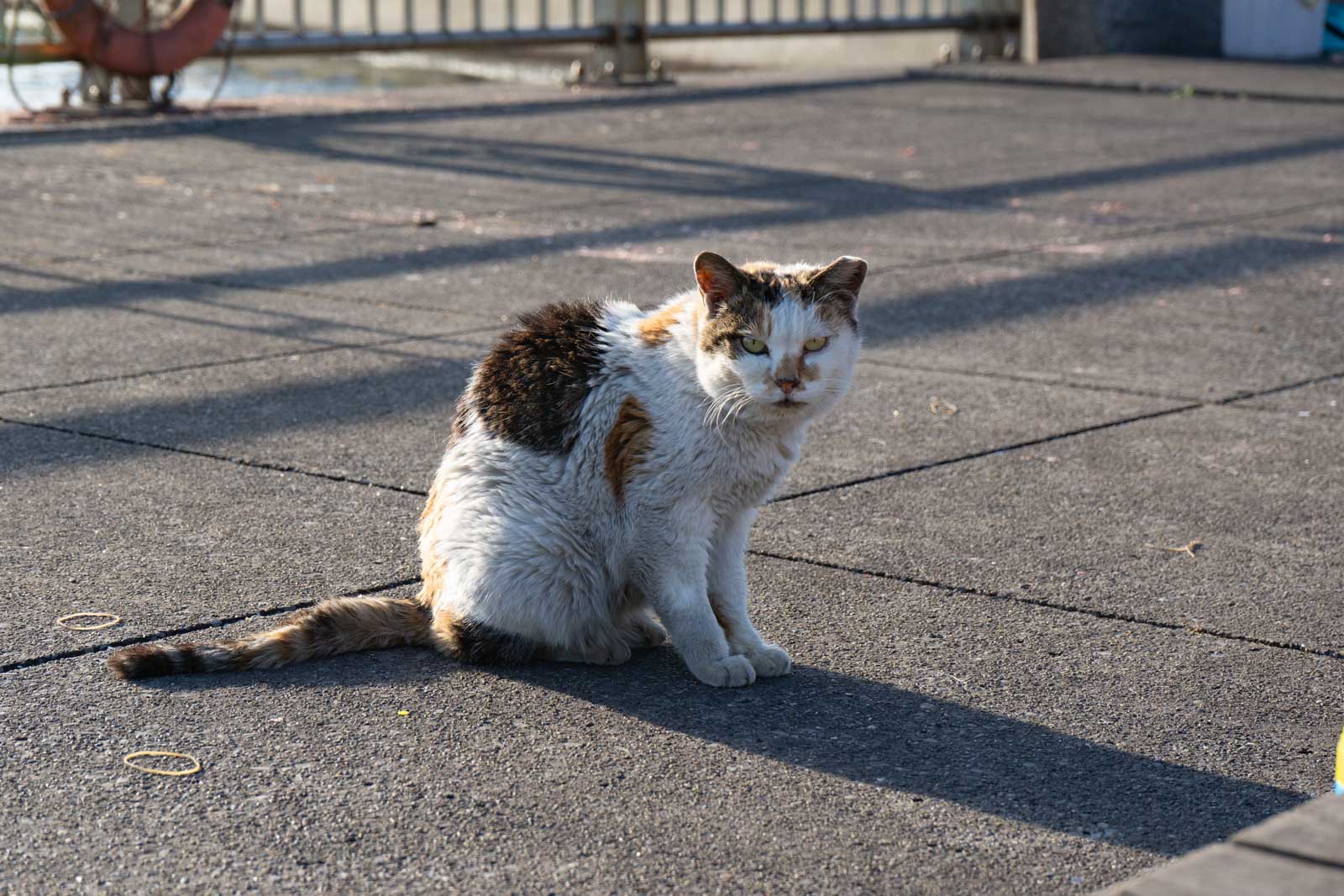 睨む猫