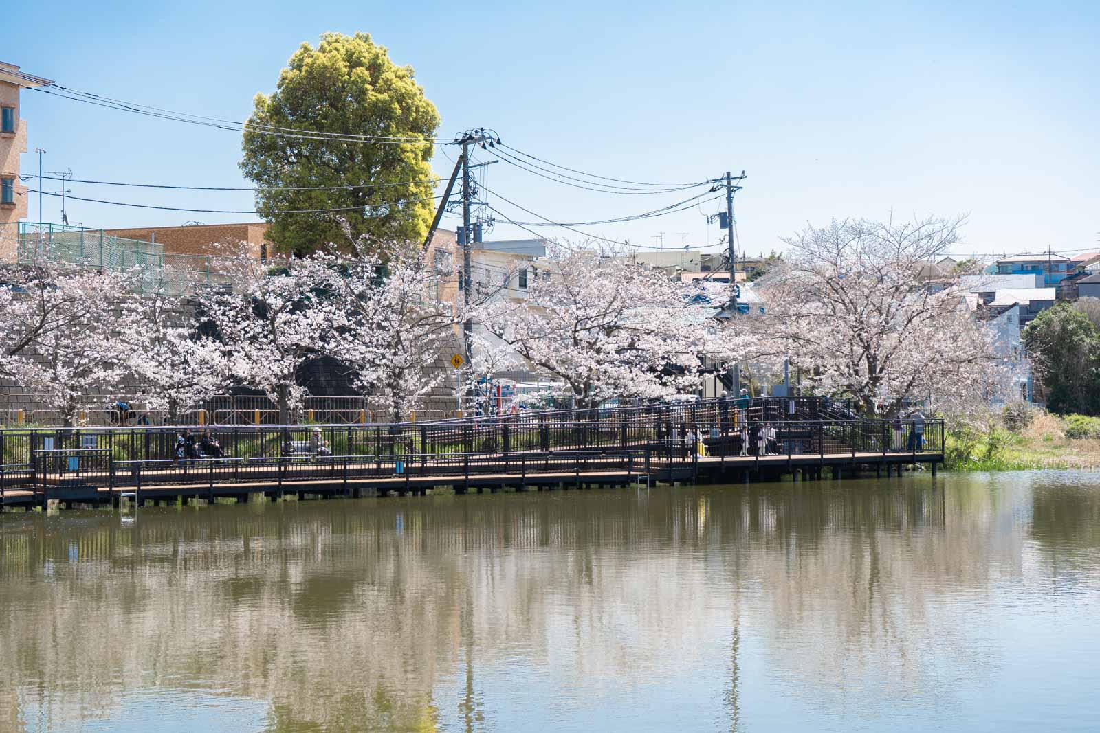 満開の桜