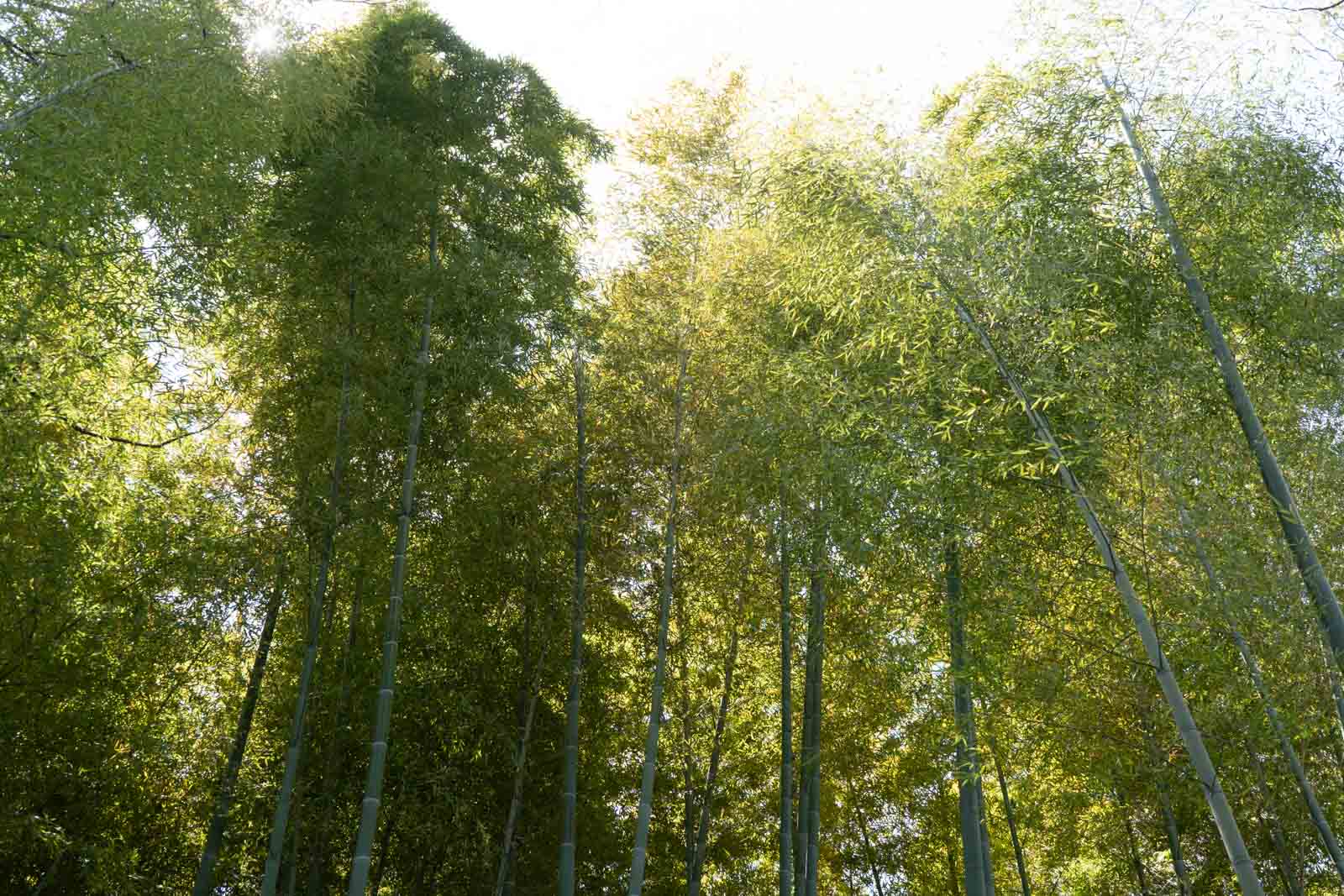 竹林