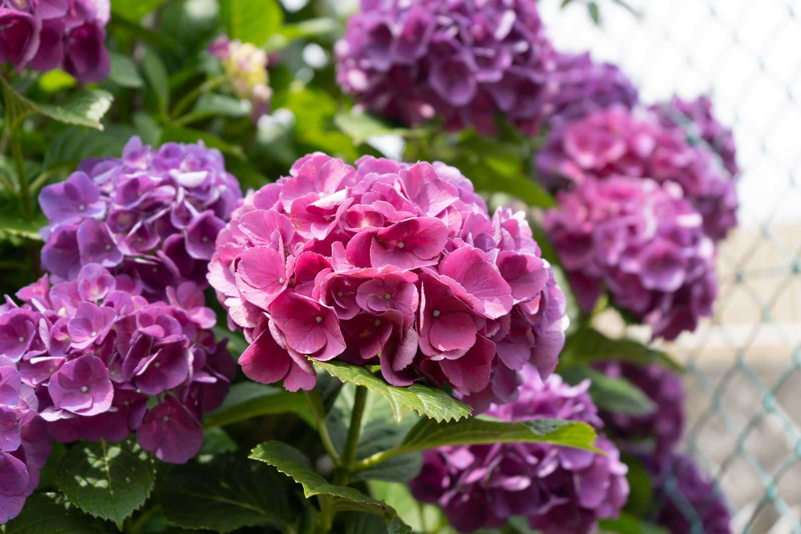 紫色の紫陽花