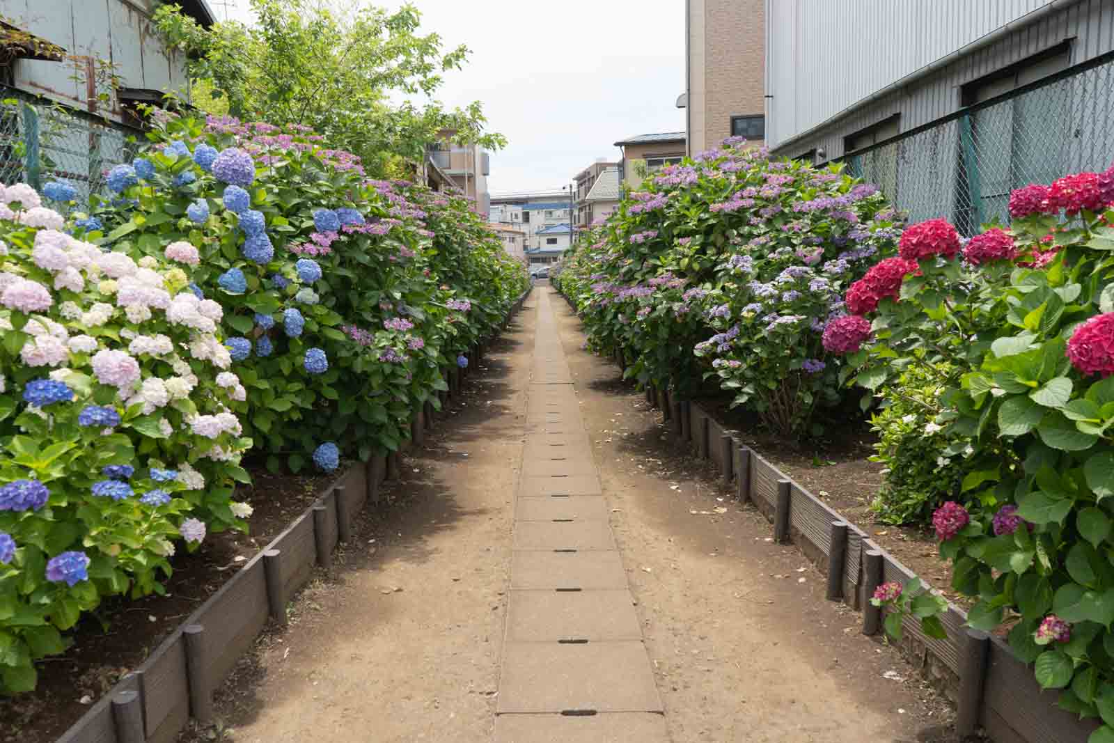 あじさいで埋め尽くされた路地