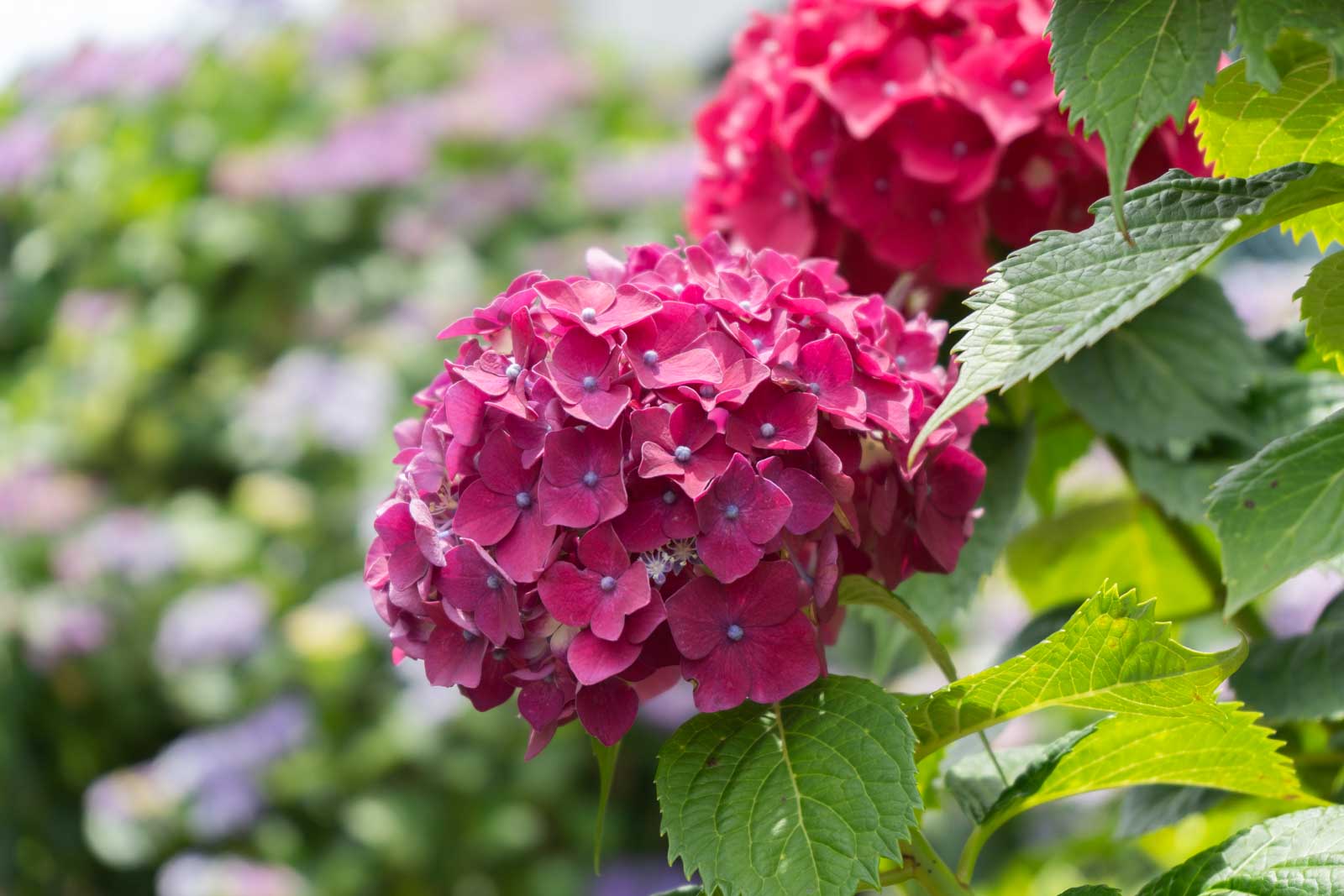 ヴァイオレットの紫陽花