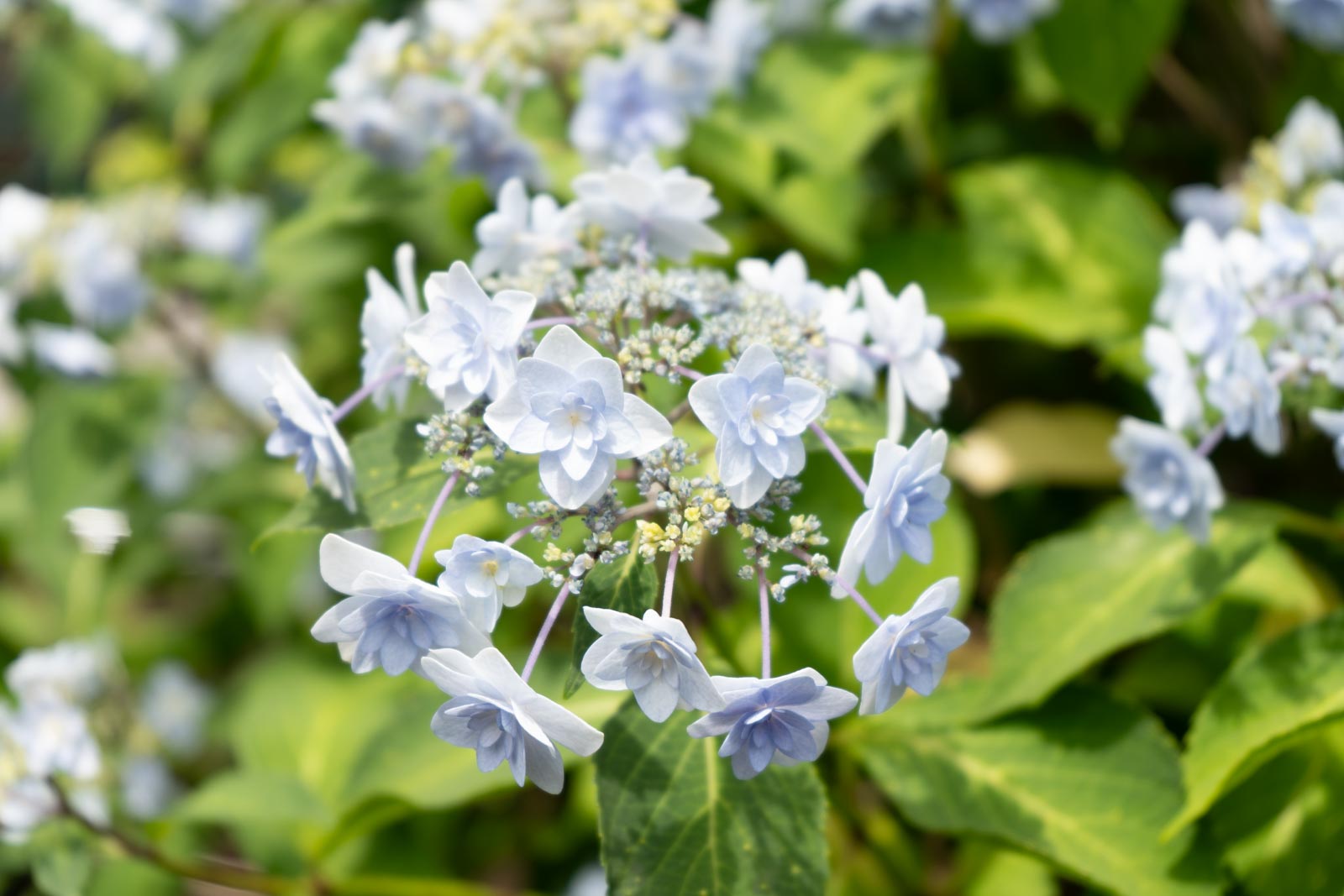淡い水色の紫陽花