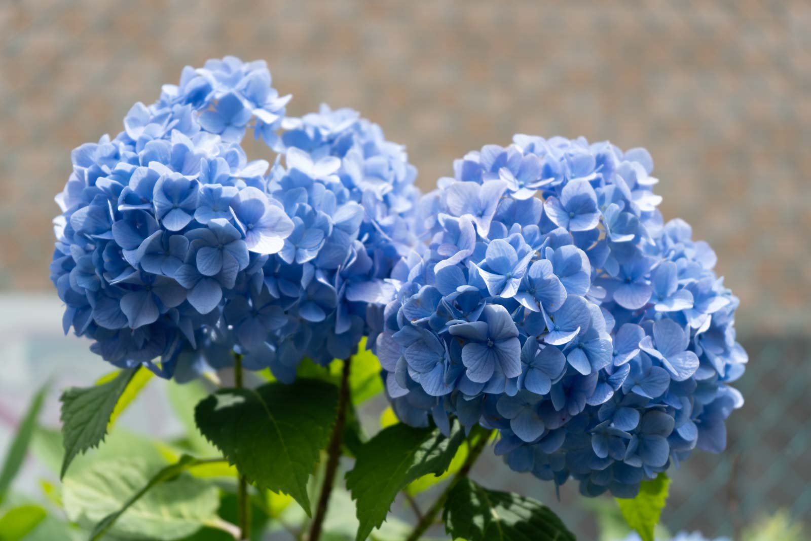 ブルーの紫陽花
