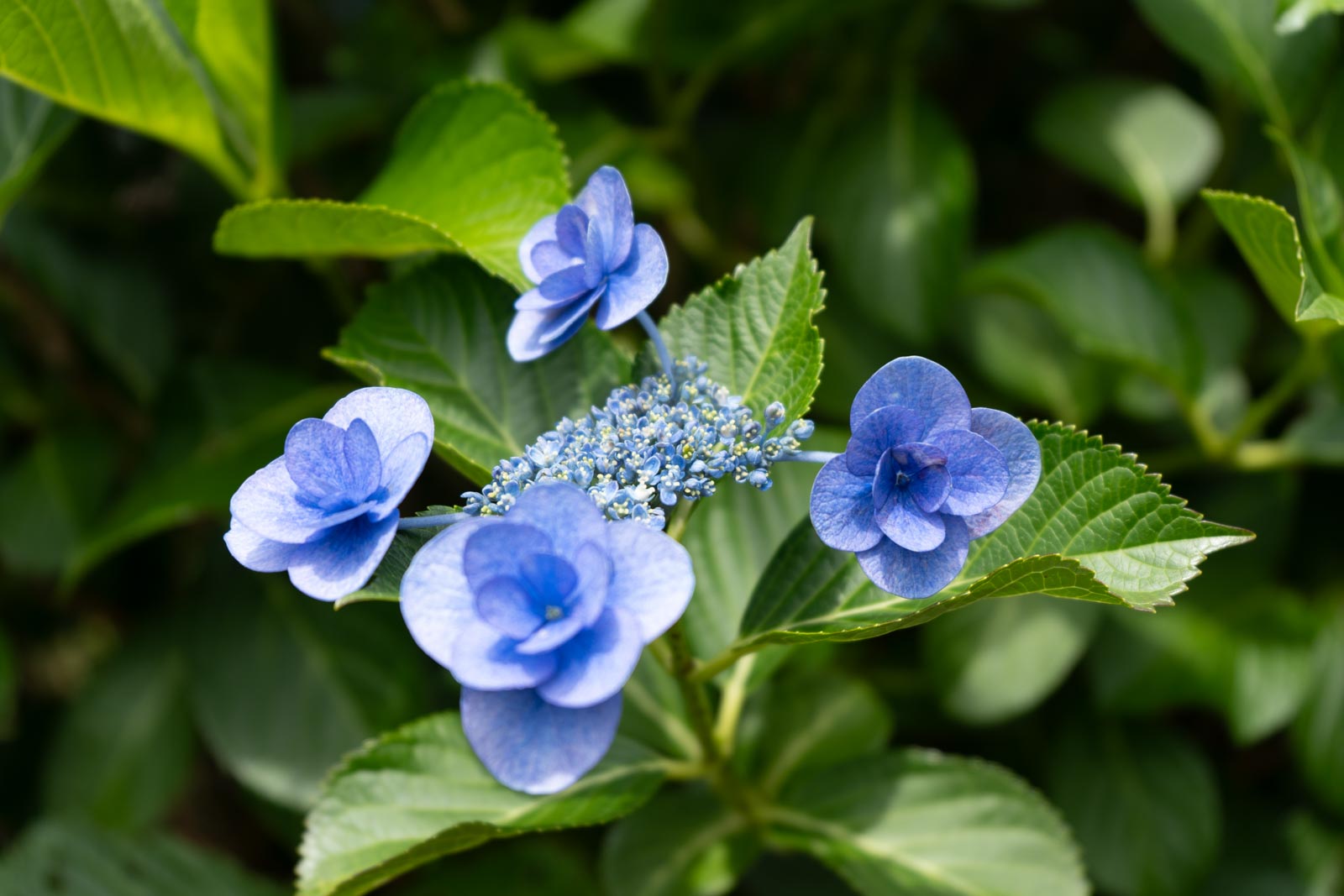 ブルーの紫陽花