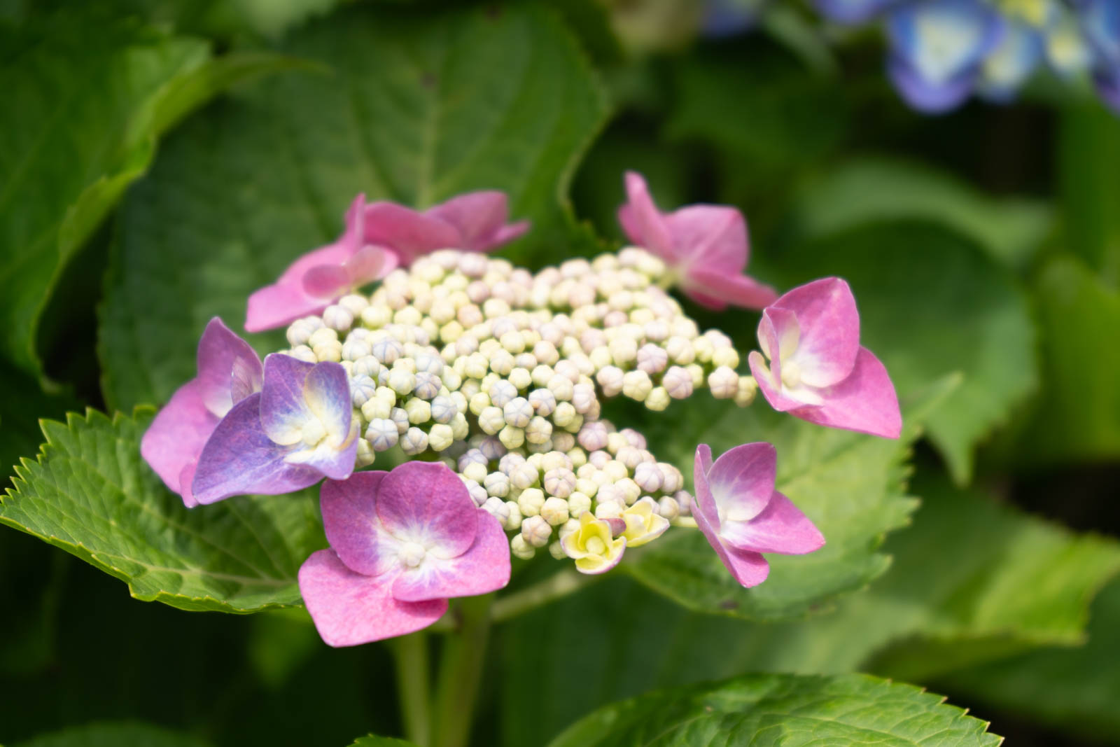 ピンクの紫陽花