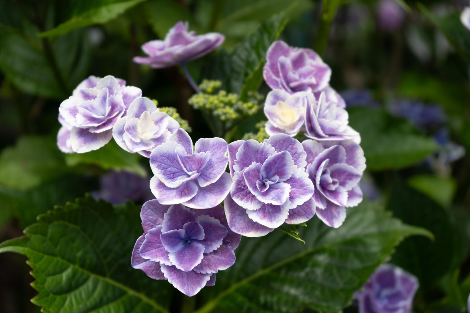 淡い紫陽花