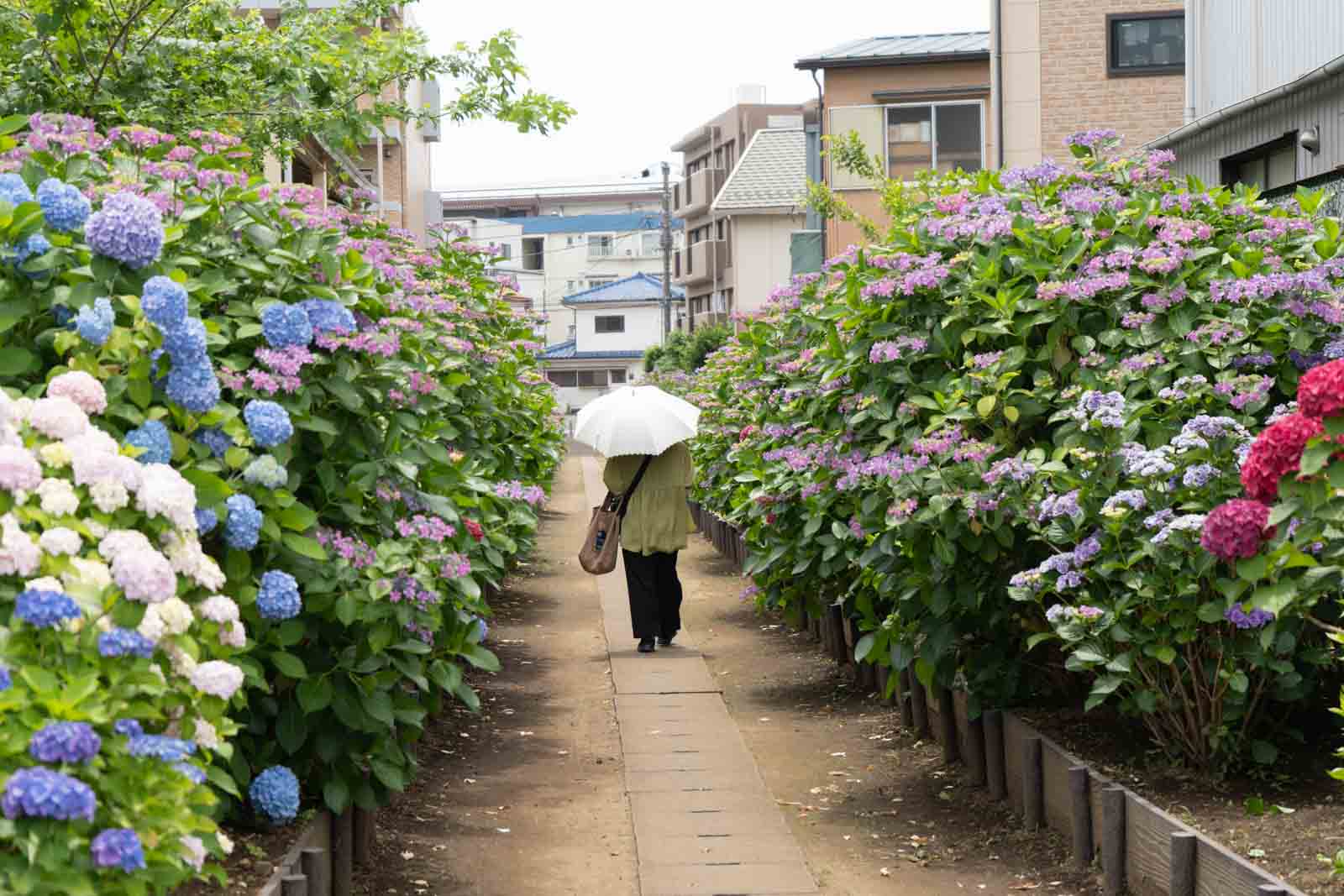 あじさいの中を人が通る