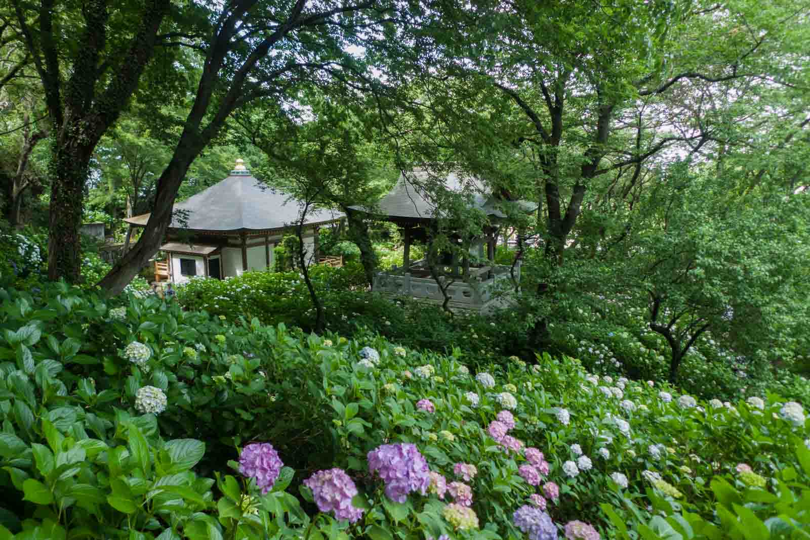 敷地内いっぱいに咲く紫陽花