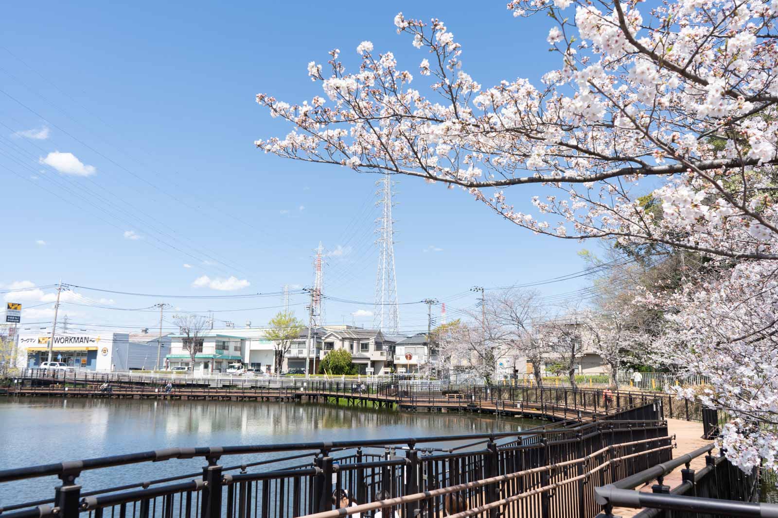 公園の水辺と桜